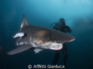 shark 1 by Afflitti Gianluca 
